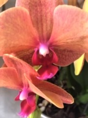 peach orchid