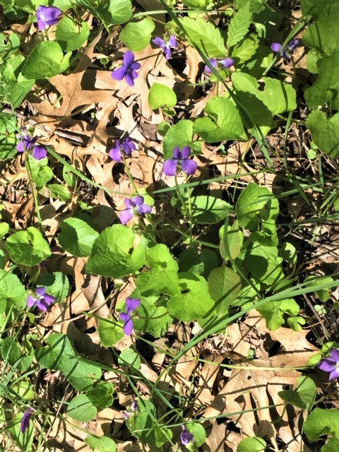 violets